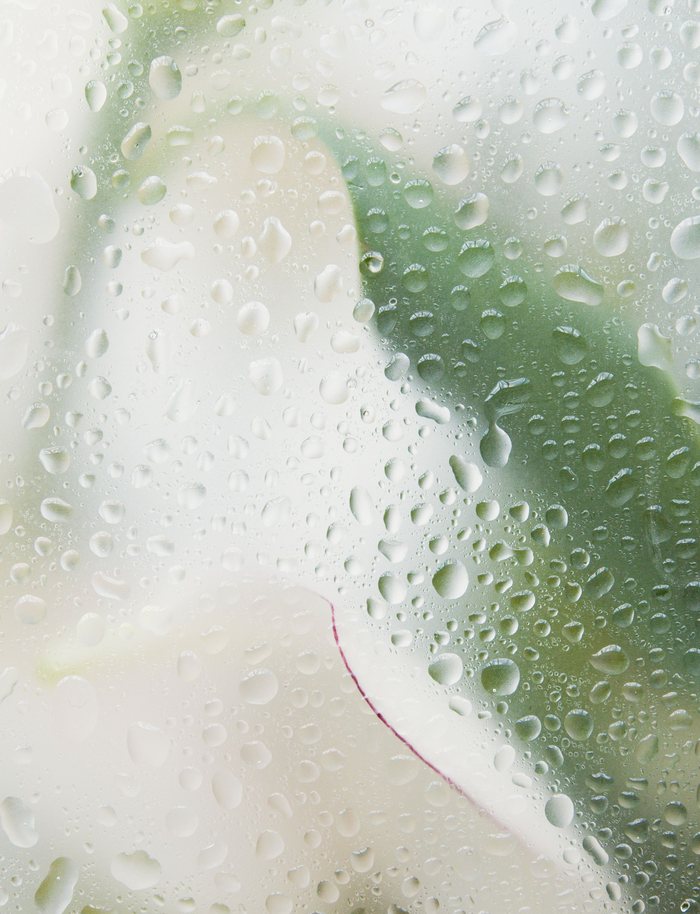 Stem Cell Therapy